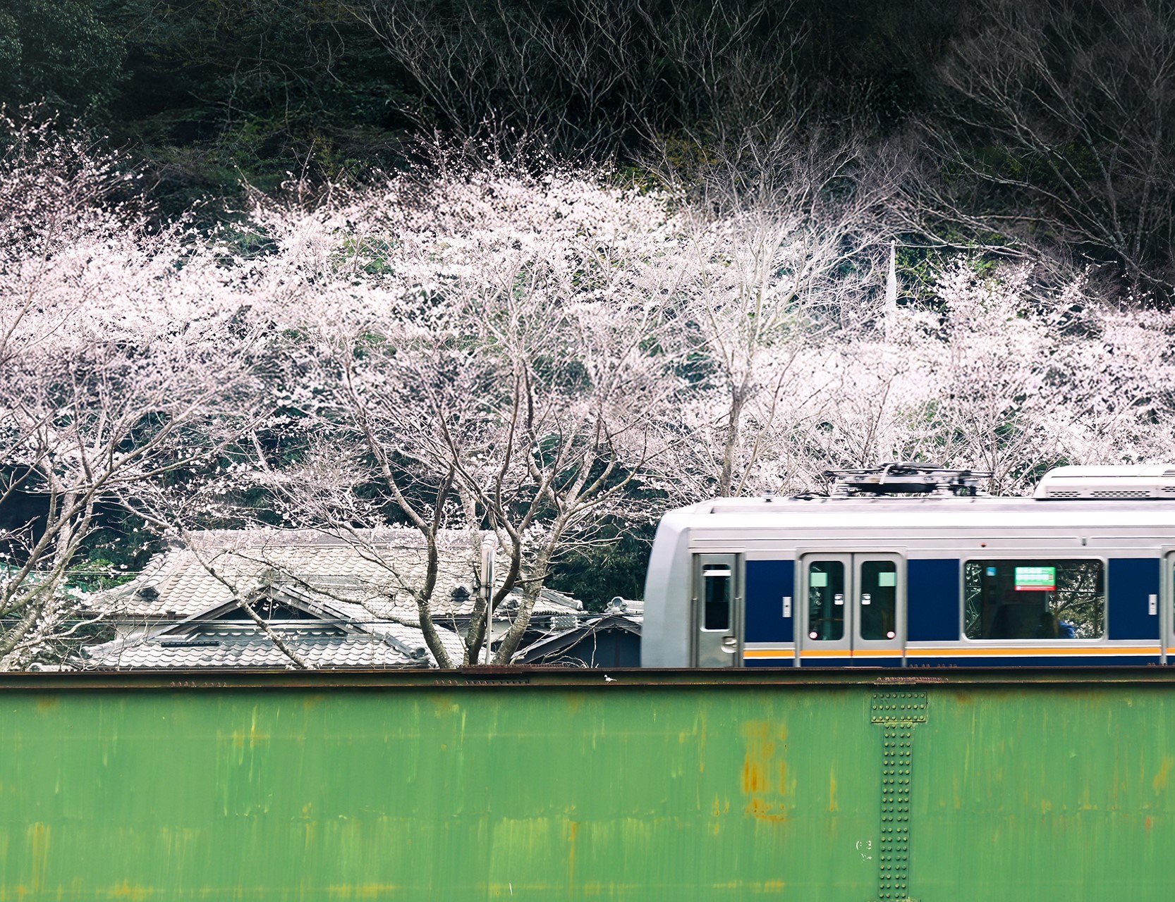 電車越しの桜