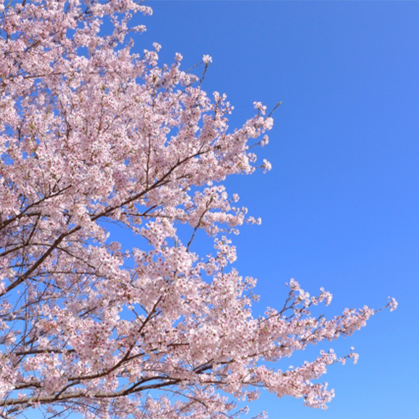 桜