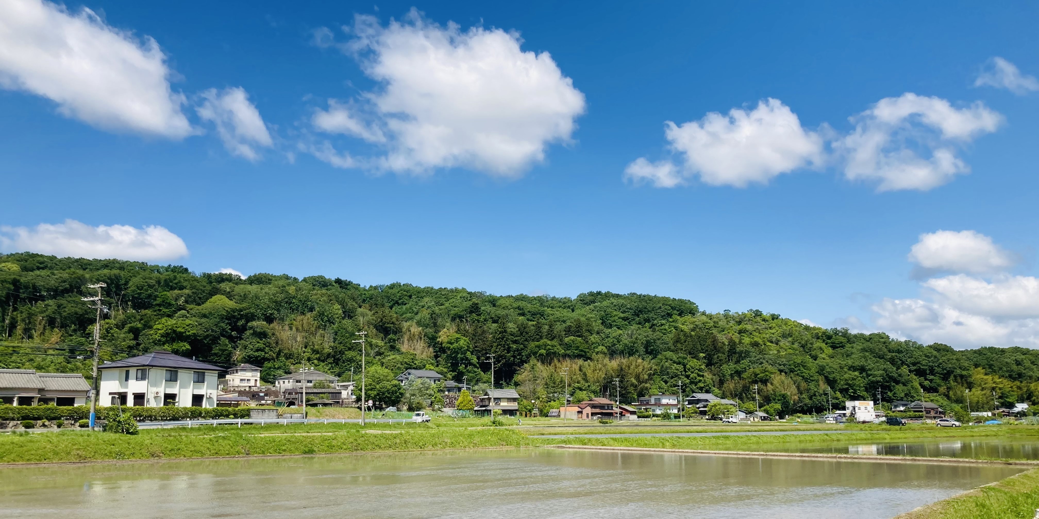 道場町の森と住宅の景色