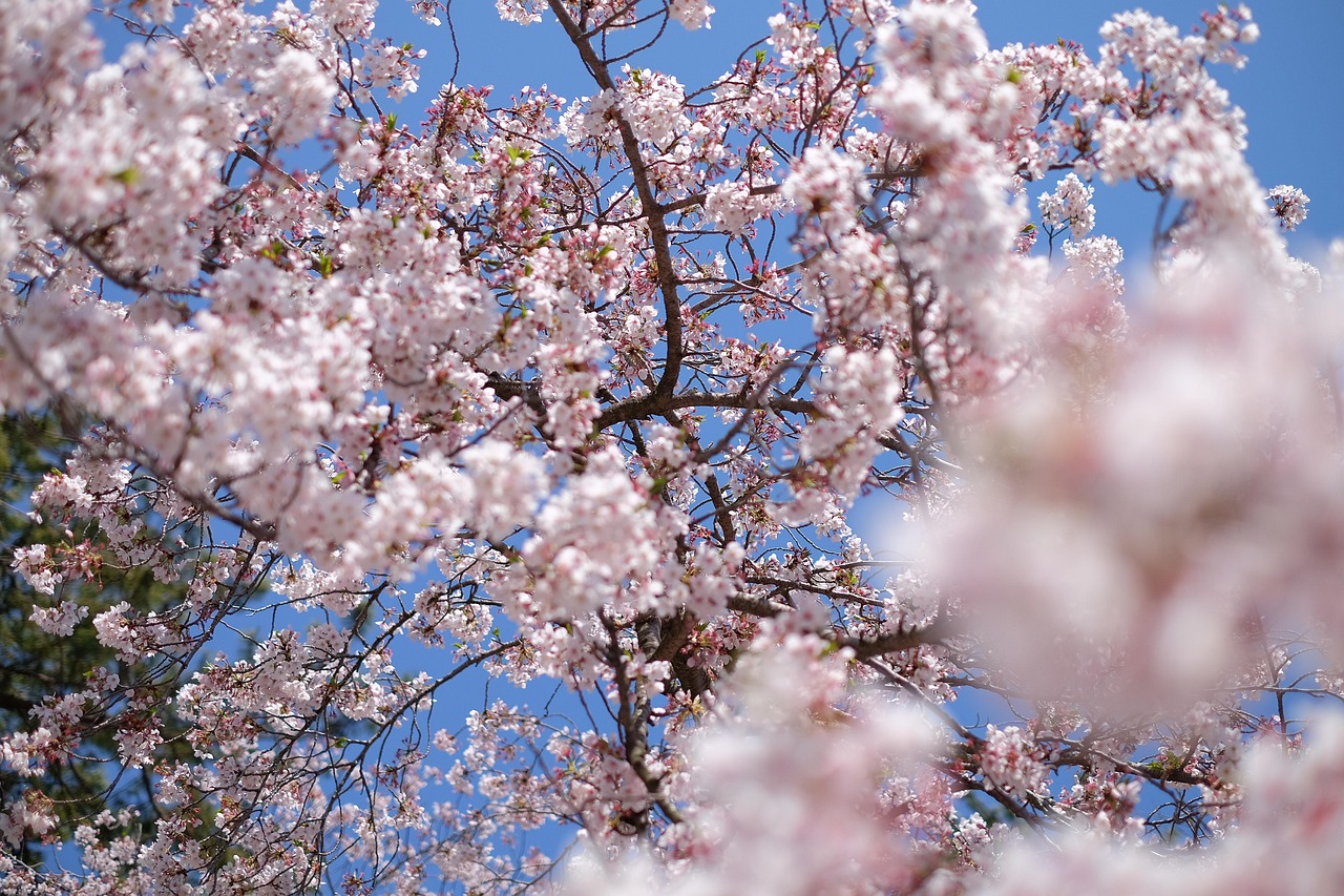 桜の木
