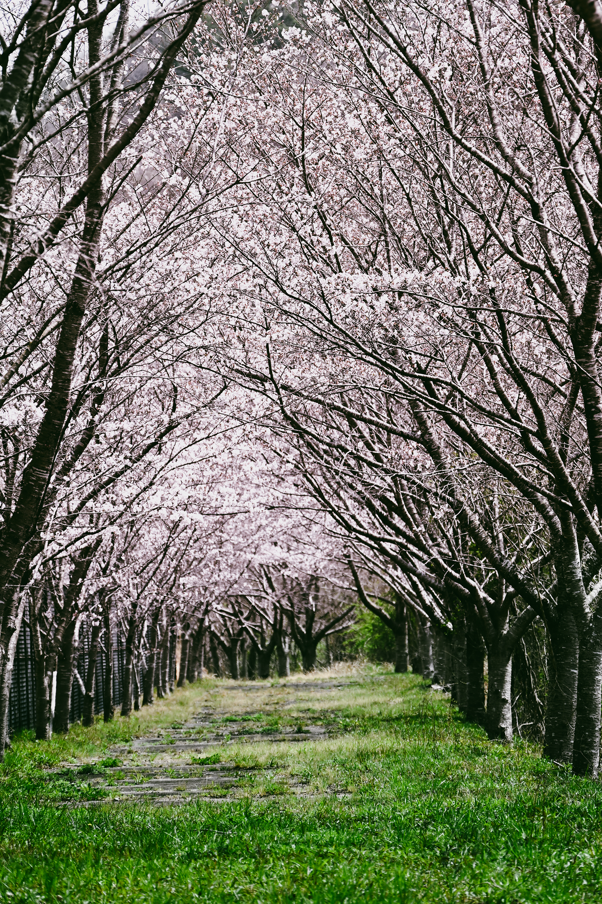 桜の木々