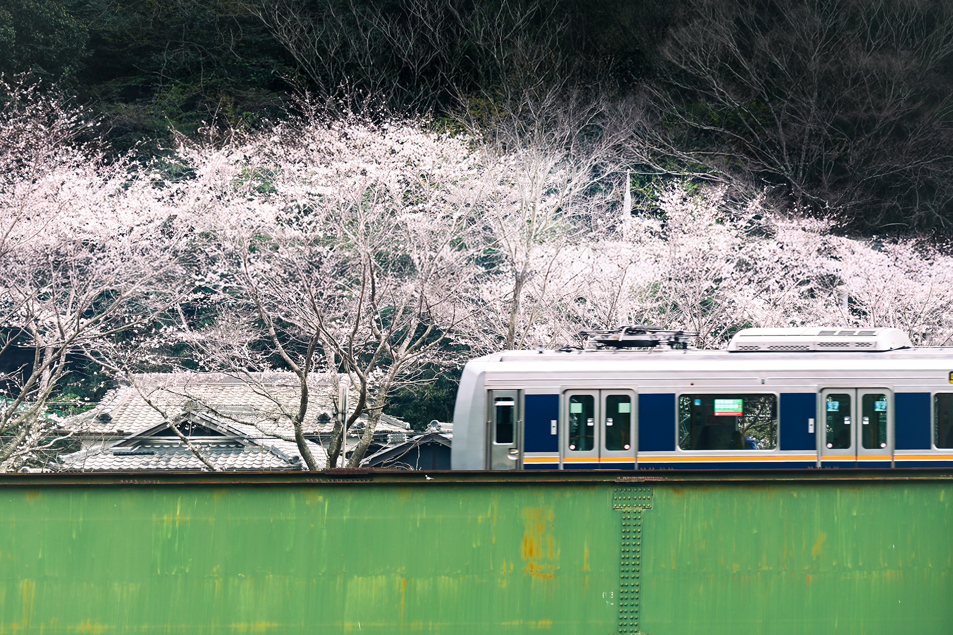 電車越しの桜
