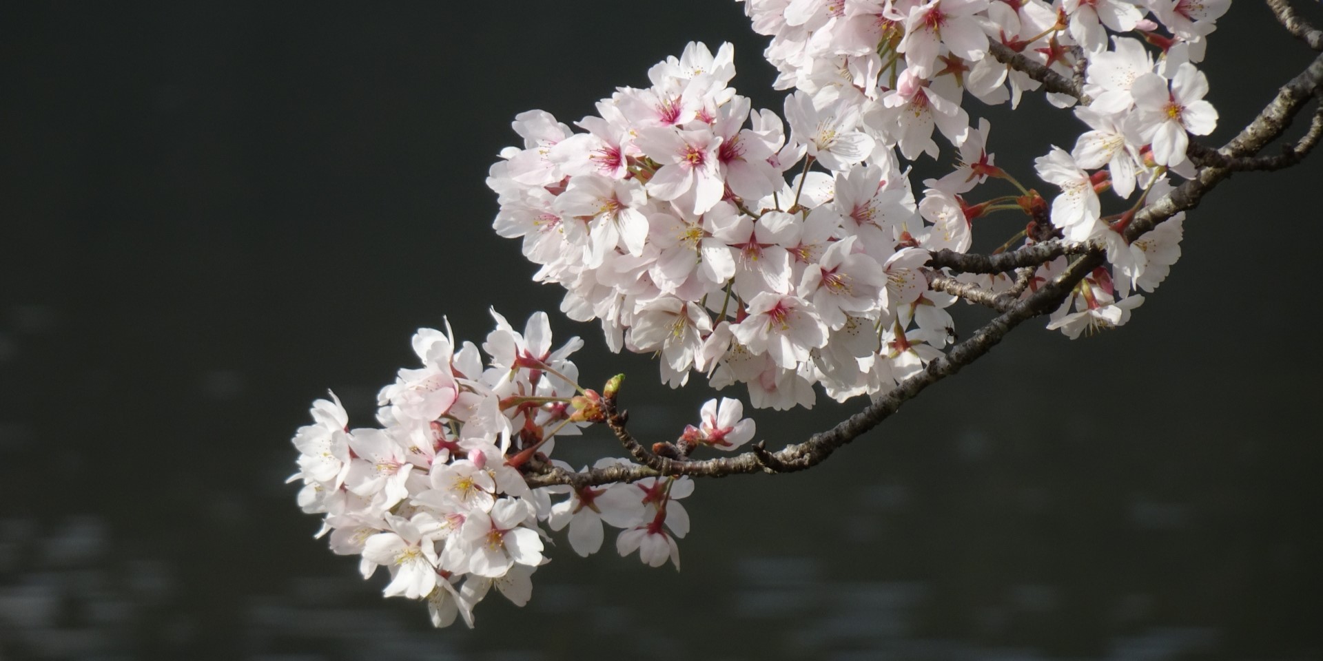 桜の花びら