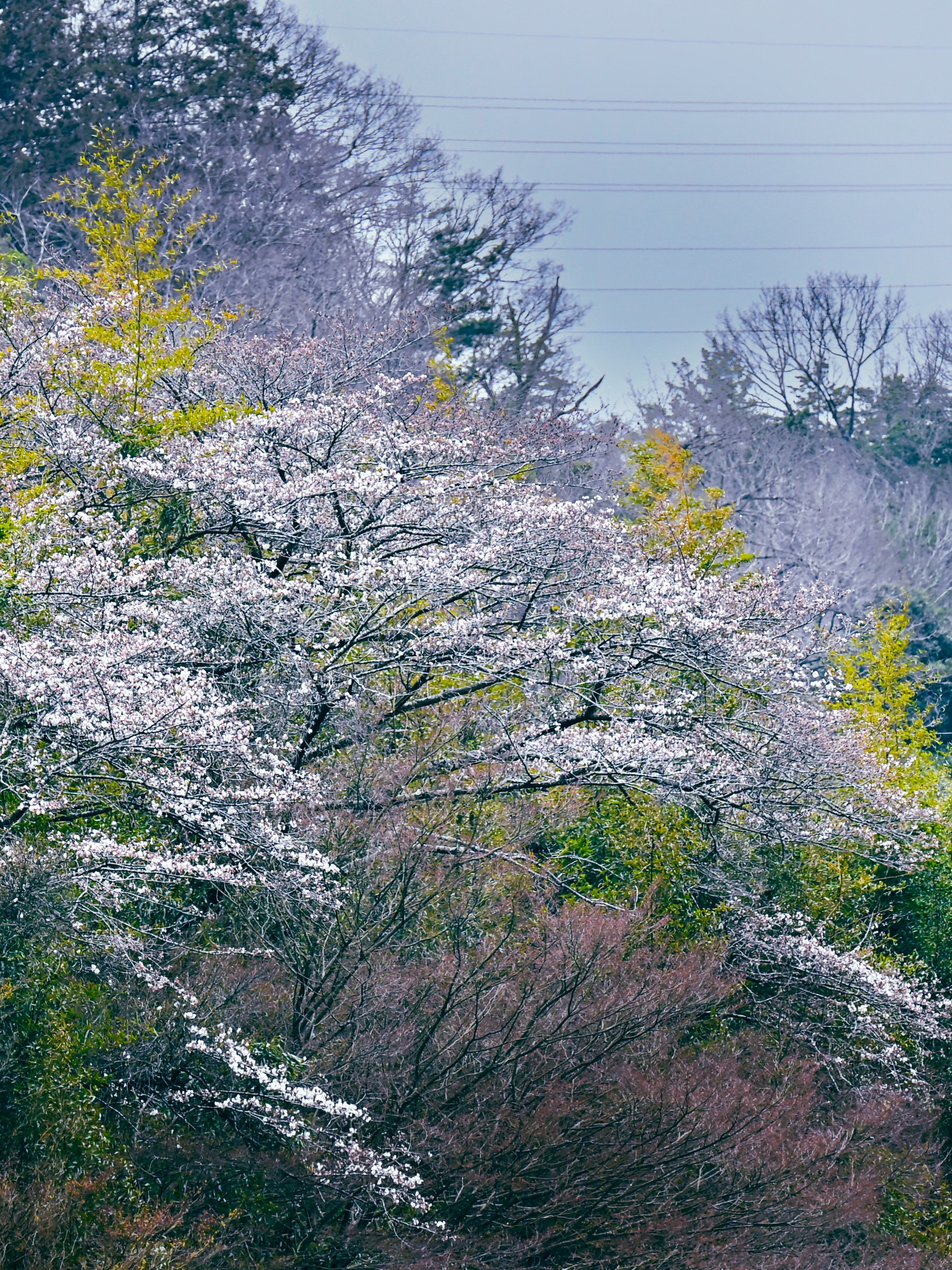 緑とピンクが広がる桜の木々